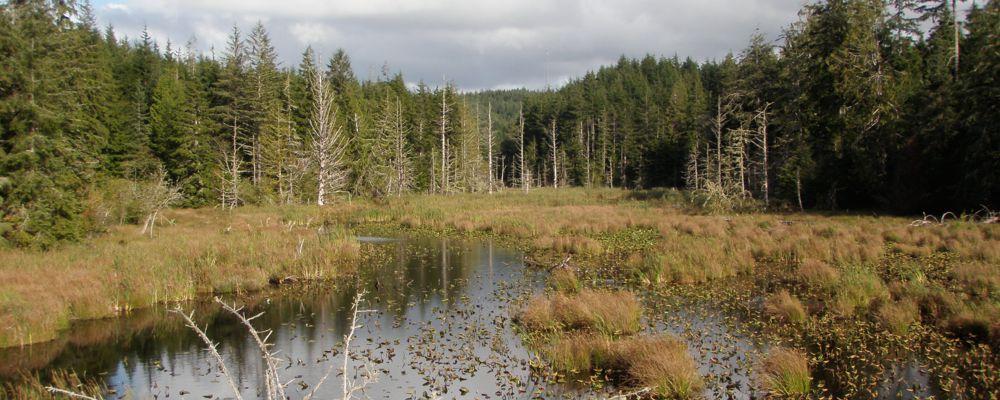wetlands areas critical environmental land planning wetland